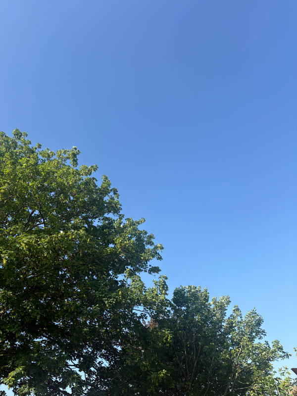 A cloudless deep blue sky with the sunlit canopy of a leafy tree entering from the lower left corner