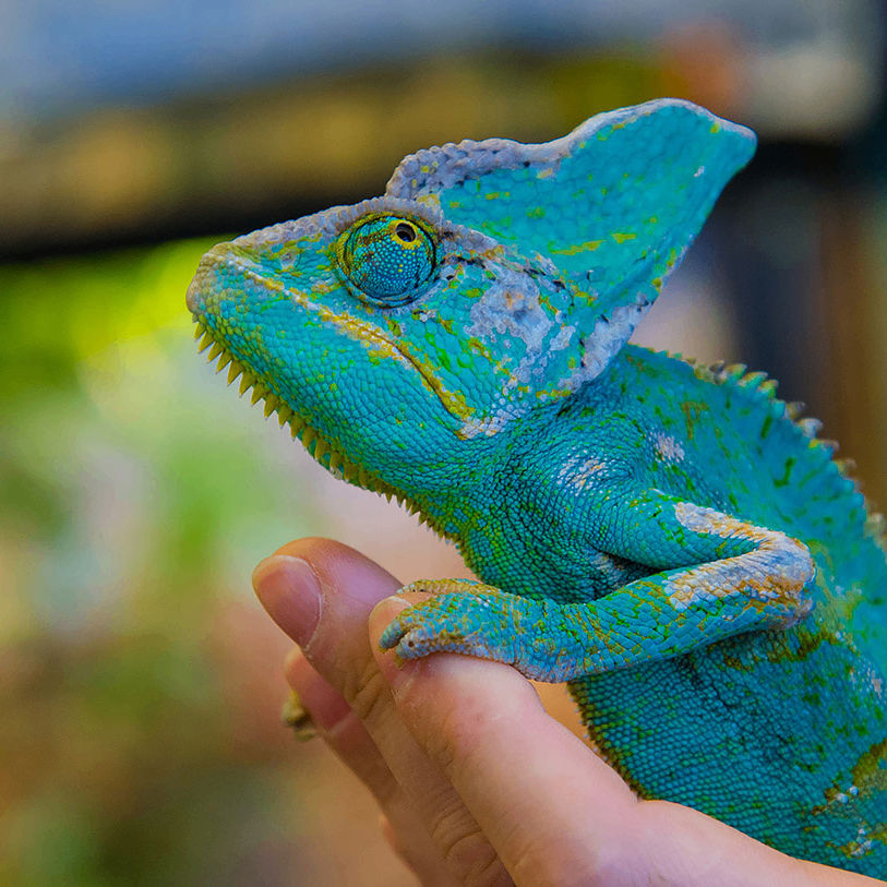 OOOccc (novikova40.lens) Lens social identity (.lens handle) PFP