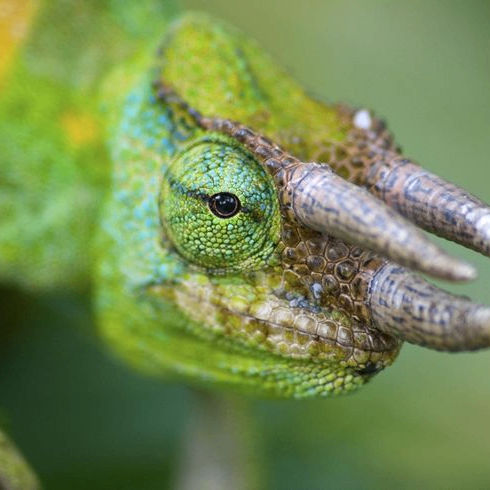 tarasovsasha.eth Ethereum Name Service (ENS and .eth domain) PFP