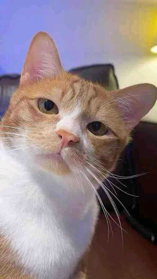 ae16z (ae16z.lens) Lens social identity (.lens handle) PFP