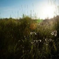 pris--1900.lens Lens social identity (.lens handle) PFP