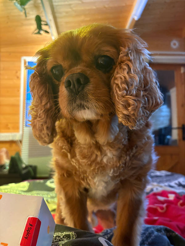 A ruby Cavalier King Charles Spaniel standing over the camera in a wood-panelled room, head tilted, giving a hopeful look