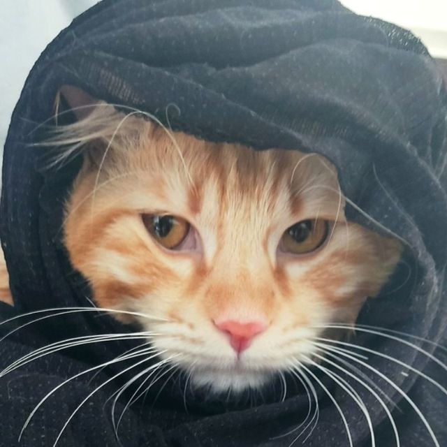 Miow's Lens avatar