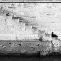 subjectthe (subjectthe.lens) Lens social identity (.lens handle) PFP