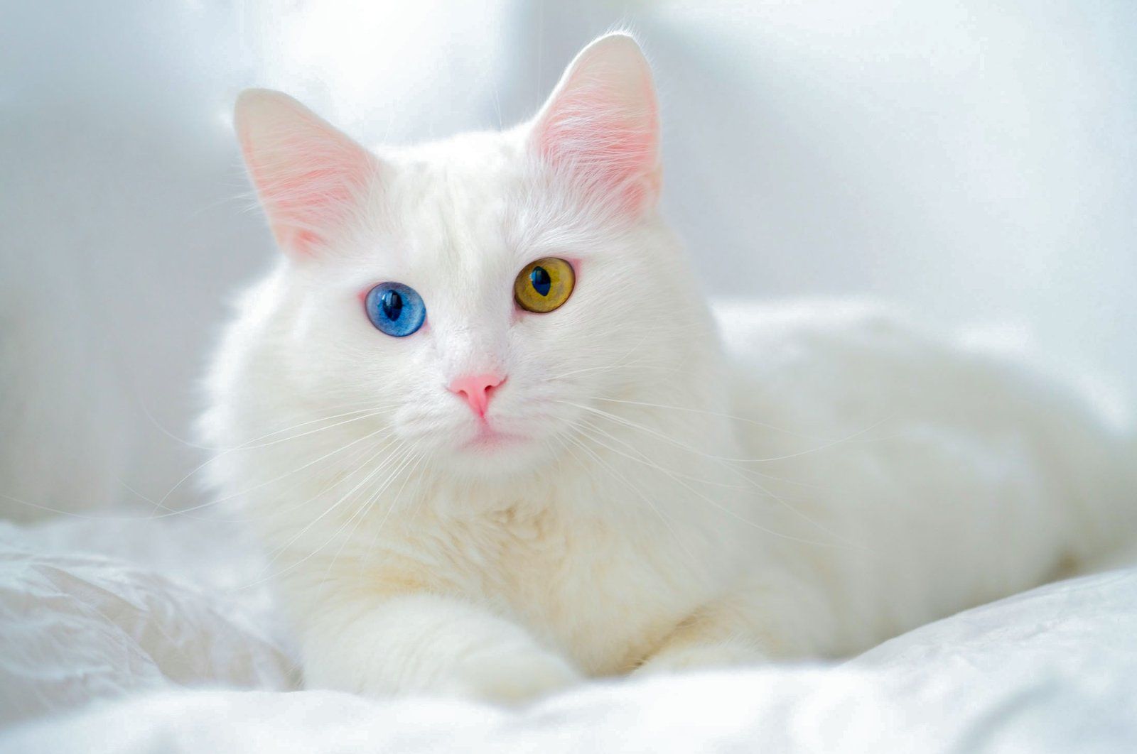 Cat(◱ ◱)'s Lens avatar
