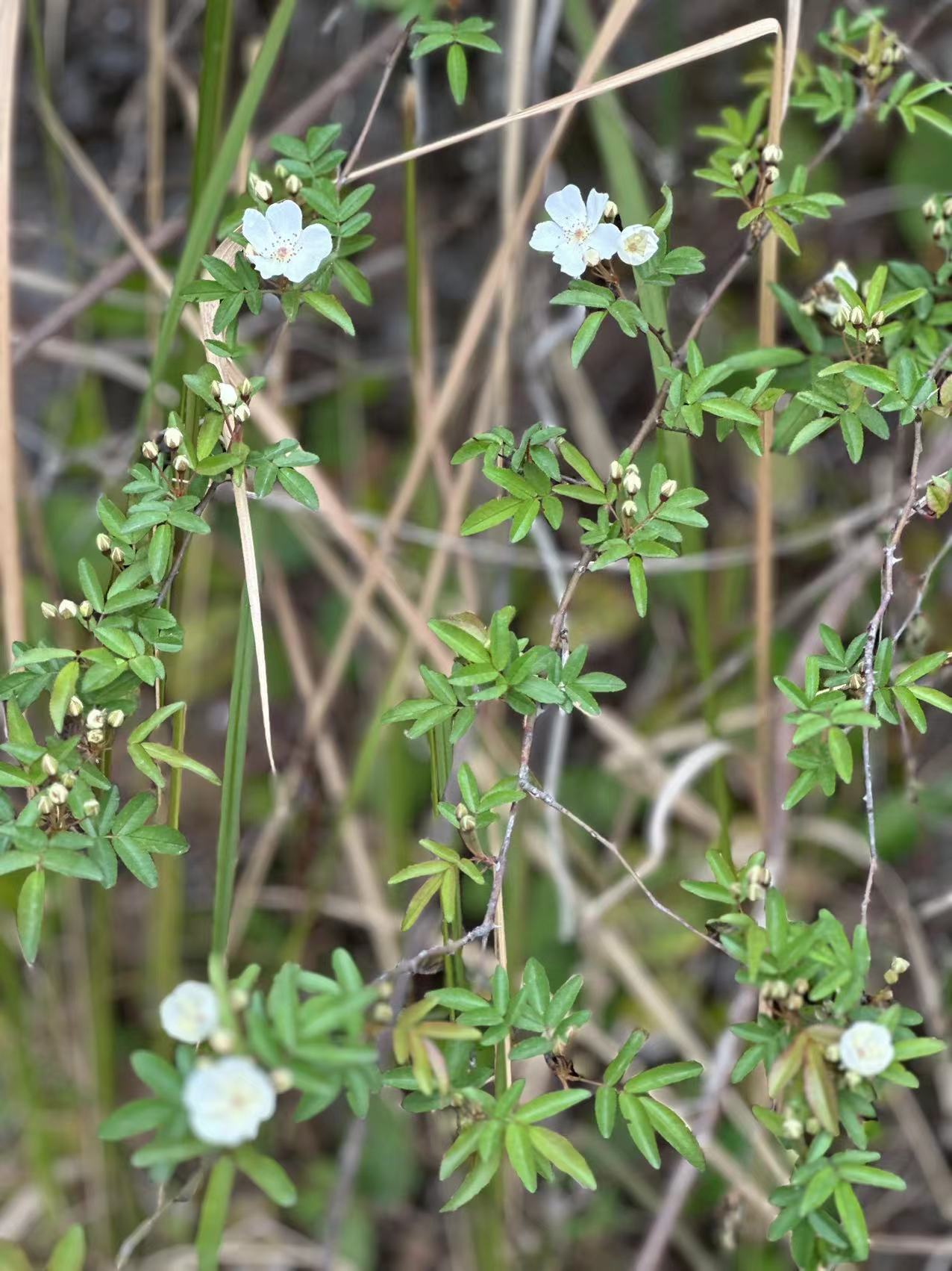 Prosperity withered (sghff324.lens) Lens social identity (.lens handle) PFP