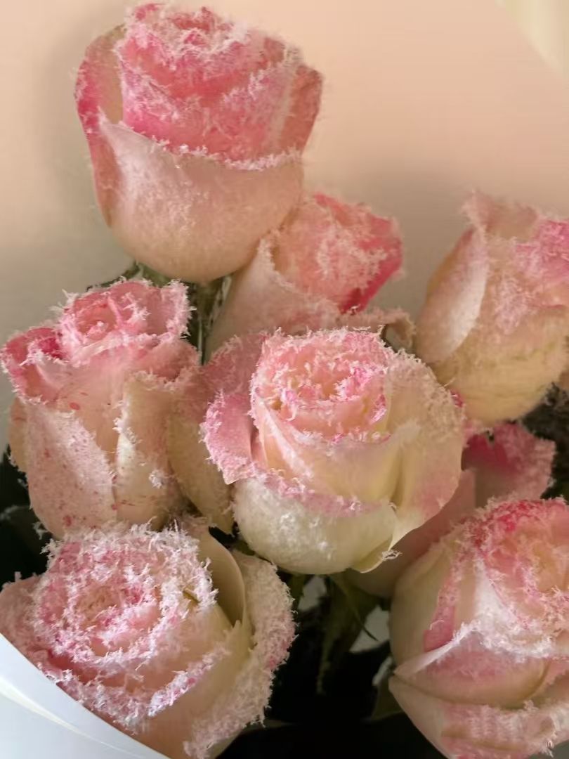 nihao(follow back ) (klahfie.lens) Lens social identity (.lens handle) PFP