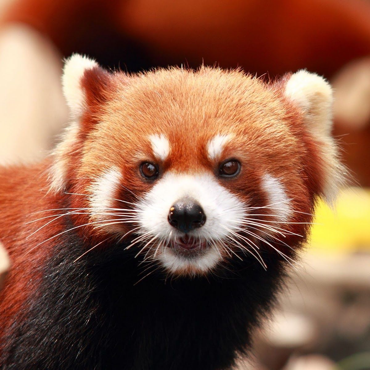 Red panda (flashpanda.lens) Profile Photo