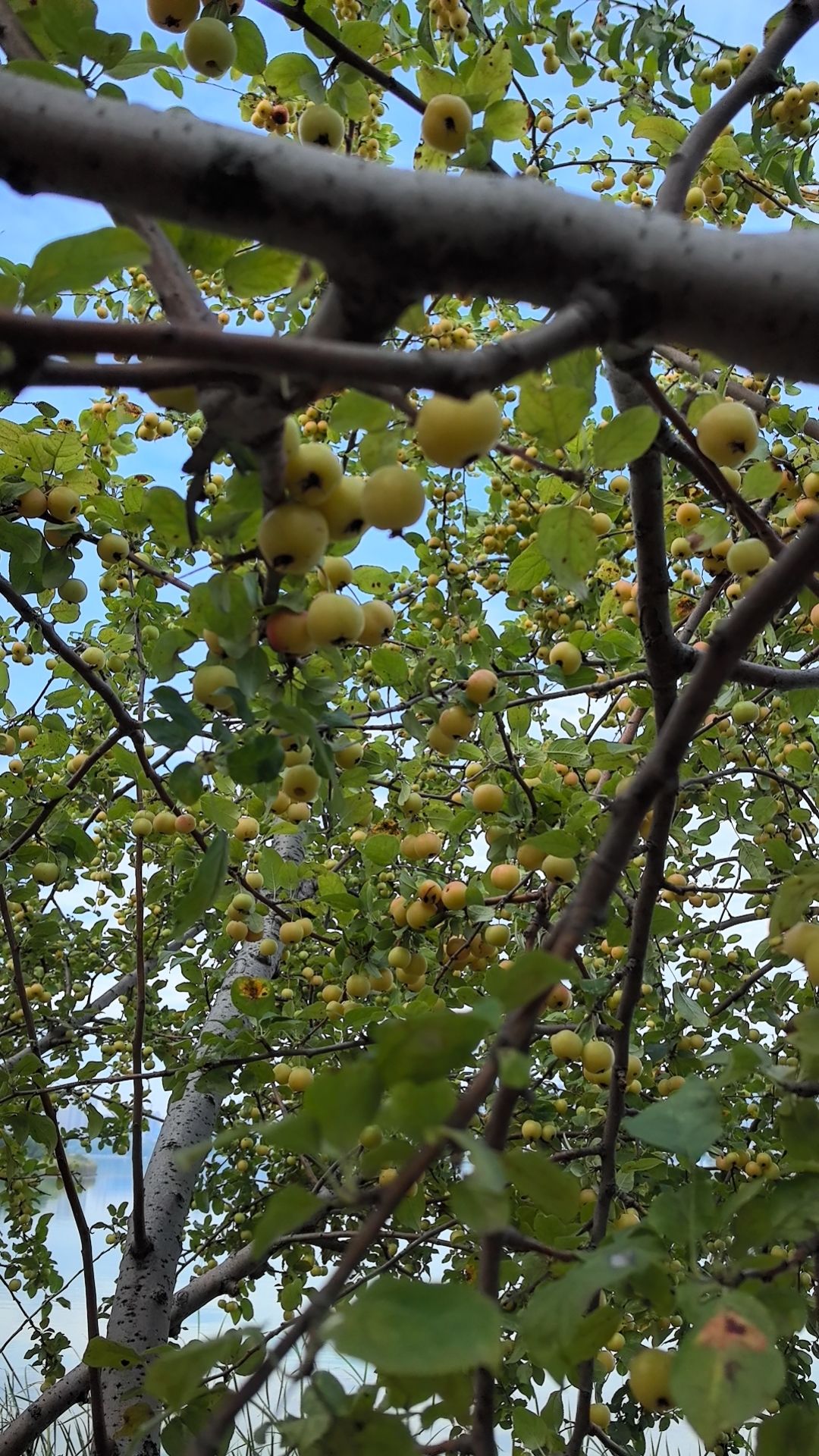 shy87099 (shy87099.lens) Lens social identity (.lens handle) PFP