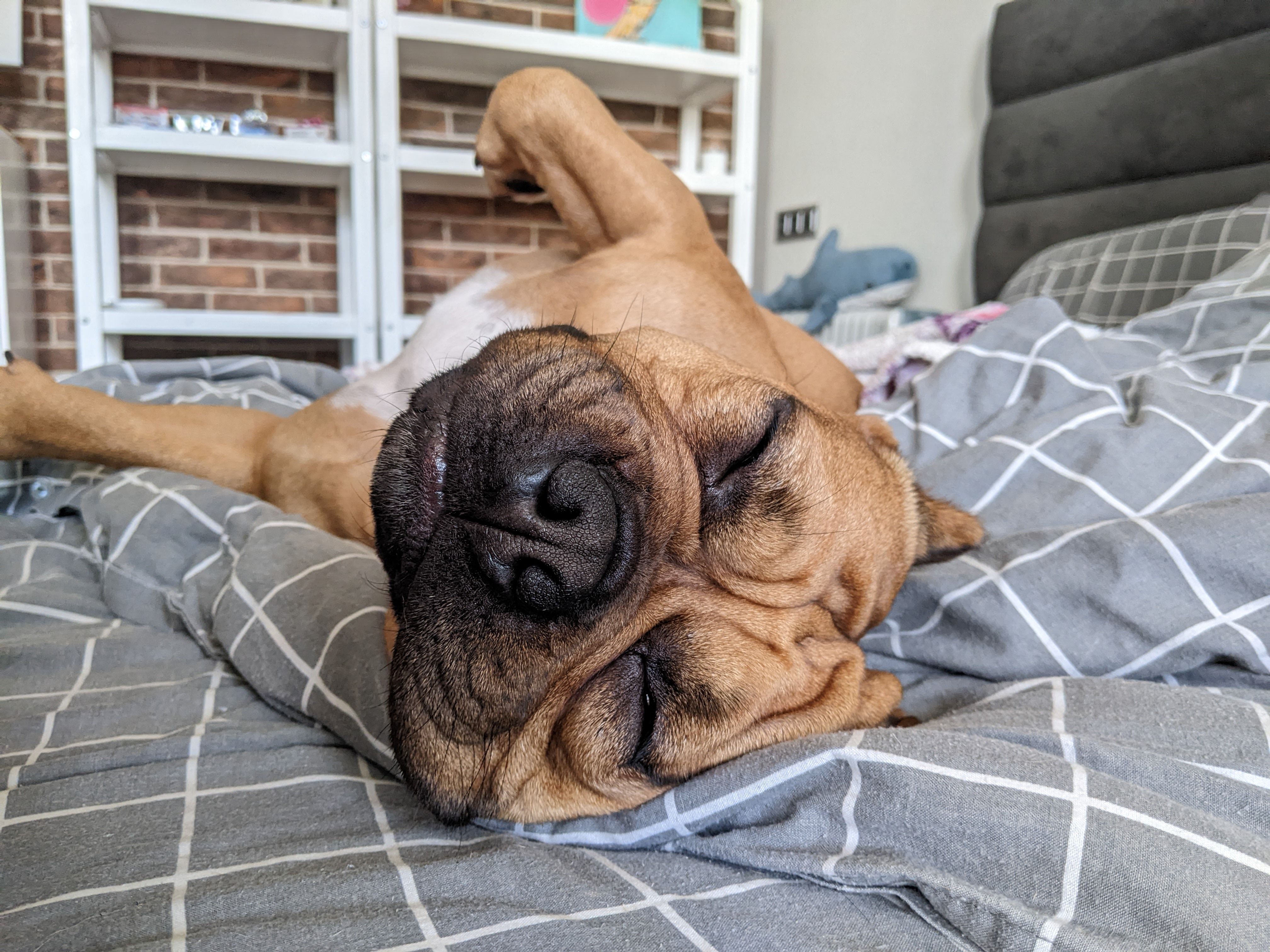 Chester american bully (btc150kk.lens) Lens social identity (.lens handle) PFP