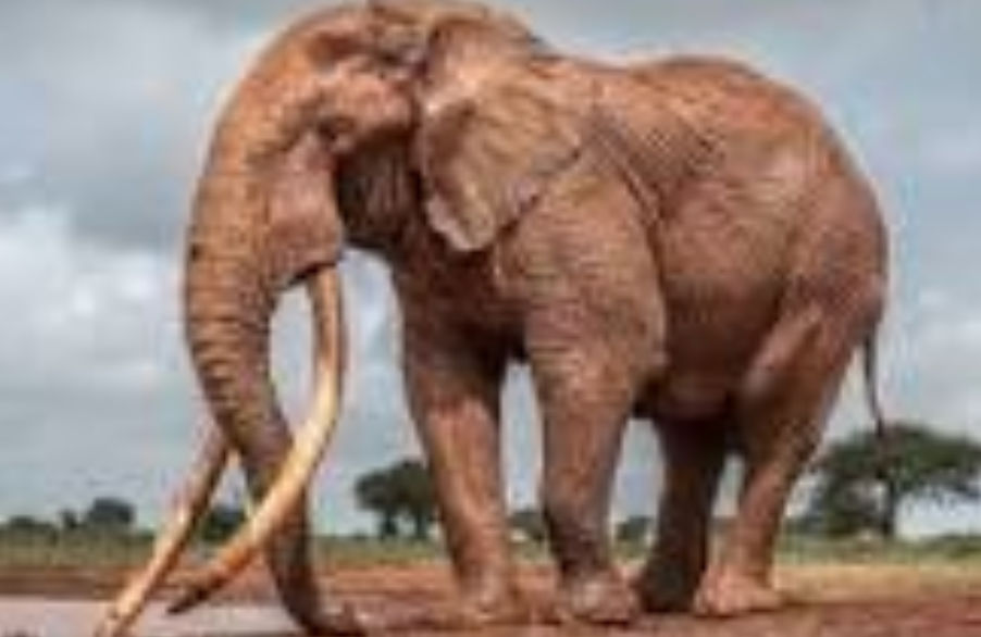 Vital (vitstrekalo.lens) Lens social identity (.lens handle) PFP