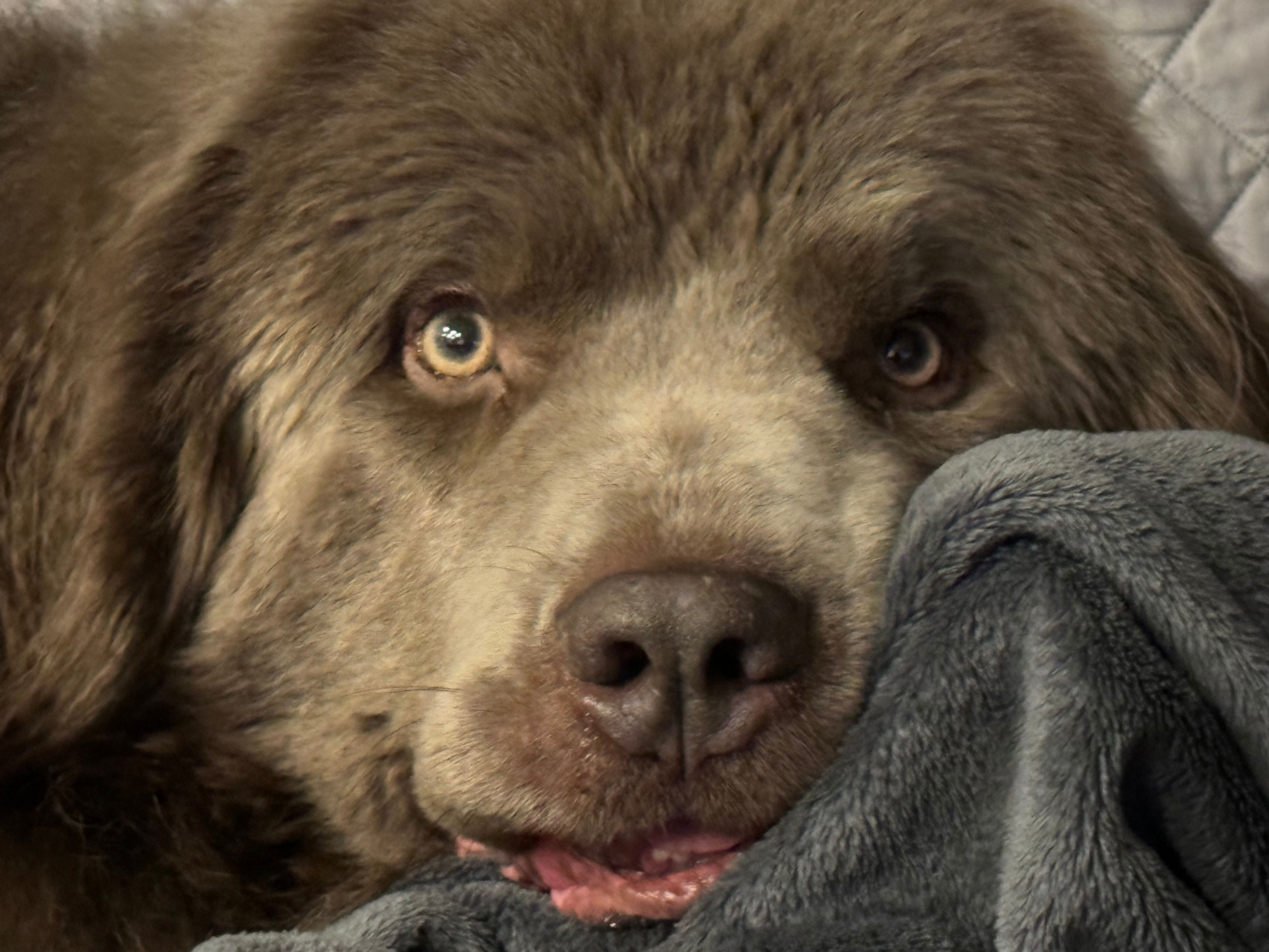 drilkmops (drilkmops.lens) Lens social identity (.lens handle) PFP