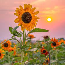 graciousness (graciousness.lens) Lens social identity (.lens handle) PFP