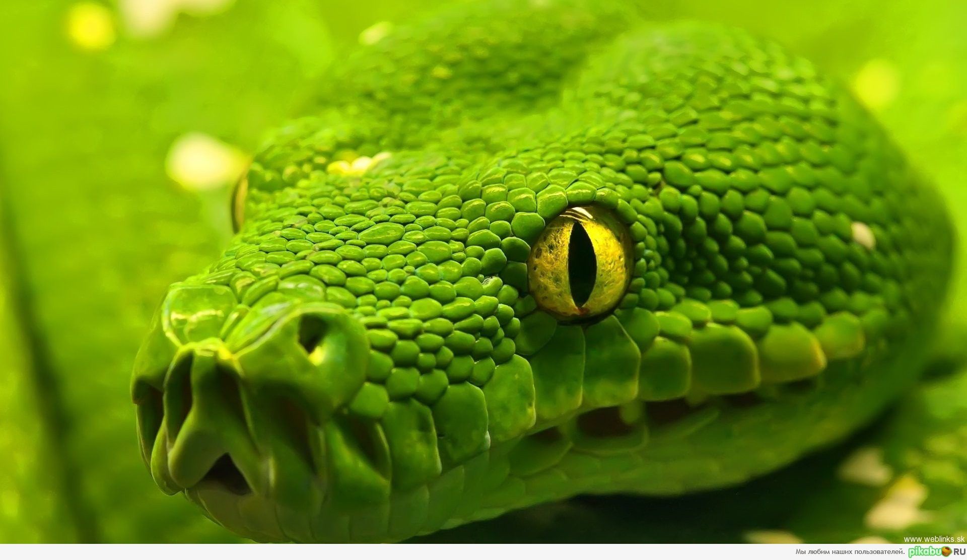 vaginus (sargsan.lens) Lens social identity (.lens handle) PFP