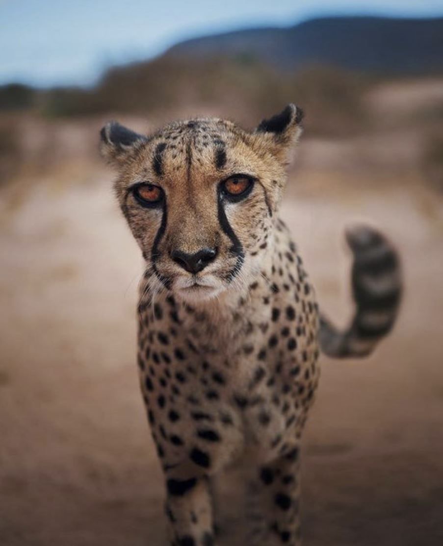 nawera (nawera.lens) Lens social identity (.lens handle) PFP