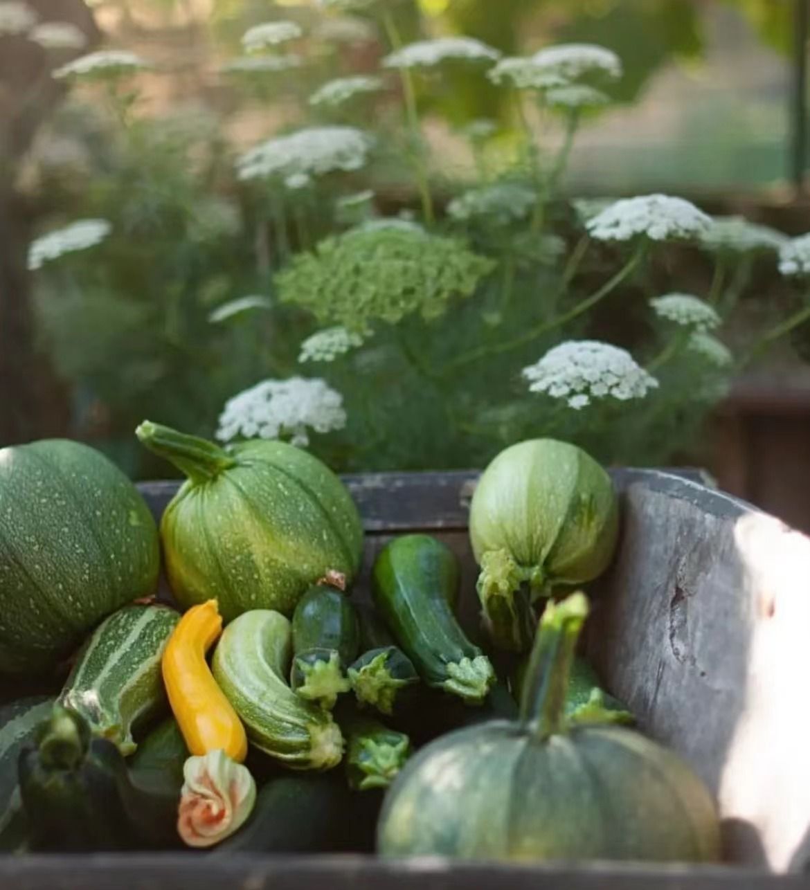 uZoZdDY (uzozddy.lens) Lens social identity (.lens handle) PFP