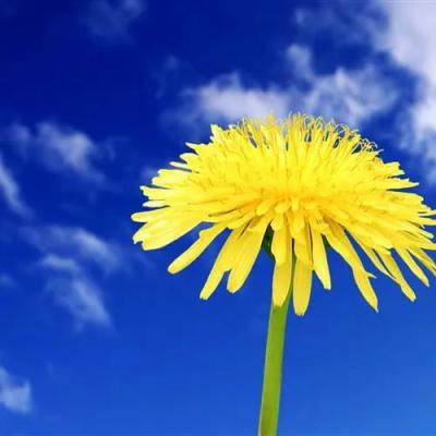 Adolph Symons (adolphsymons.lens) Lens social identity (.lens handle) PFP