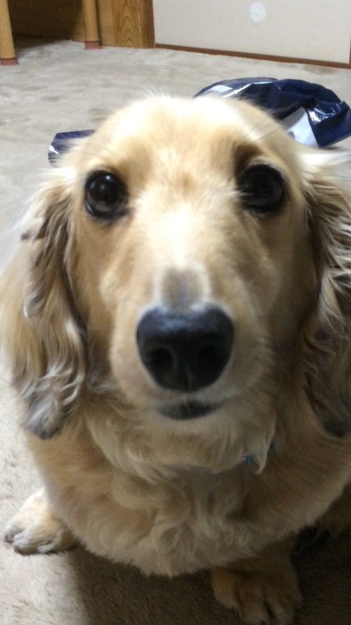 Rikumama (rikumama.lens) Lens social identity (.lens handle) PFP