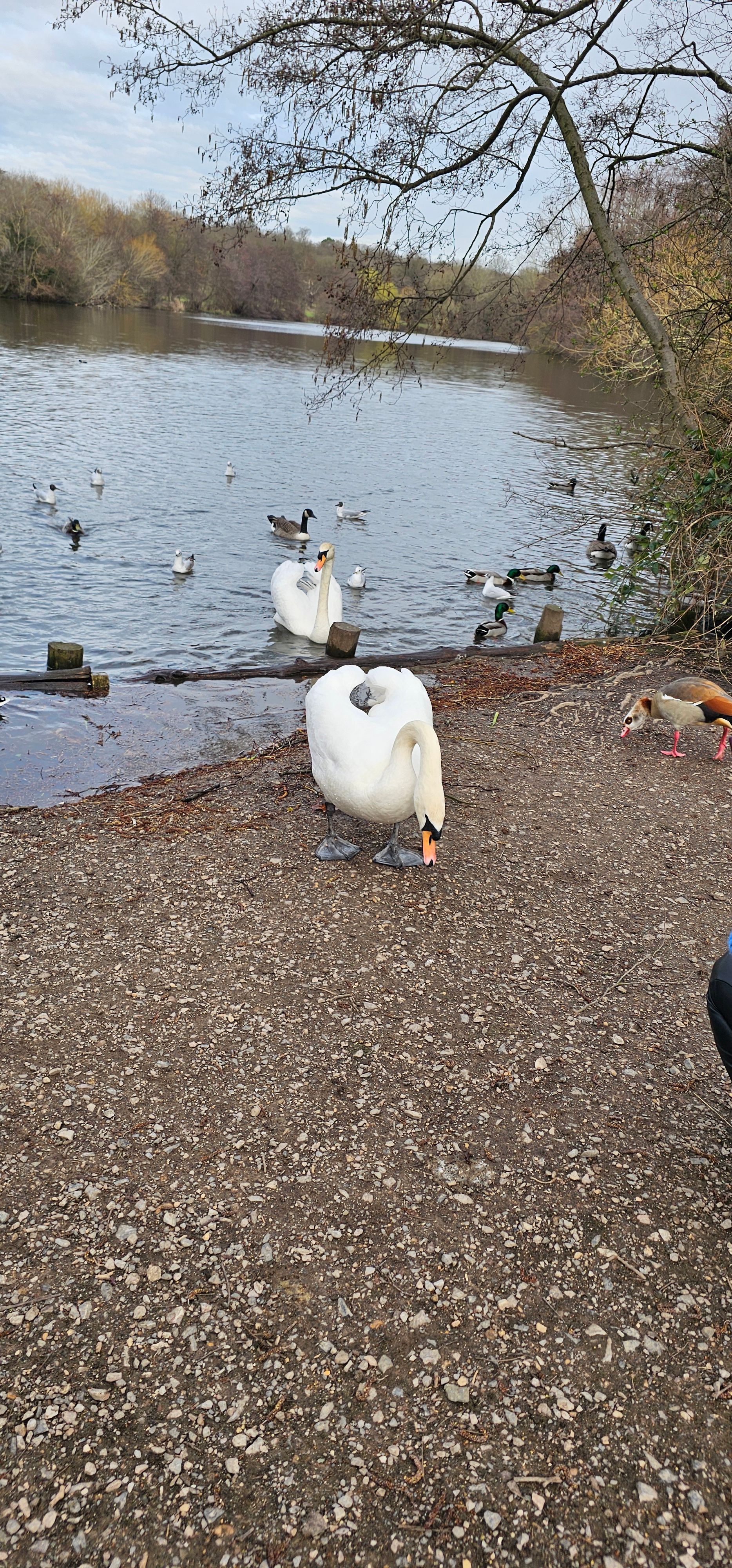 Kester (kester.lens) Lens social identity (.lens handle) PFP