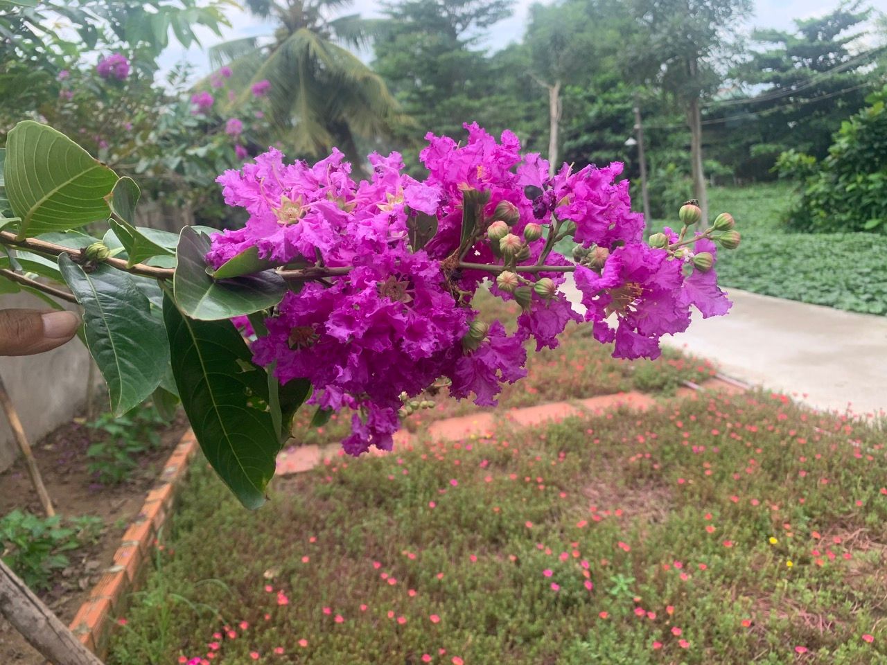 q3979 (q3979.lens) Lens social identity (.lens handle) PFP