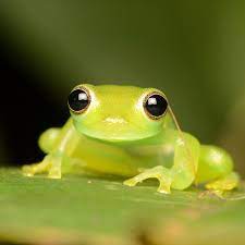 Christine43 (christine43.lens) Lens social identity (.lens handle) PFP