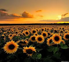 14c (holyshit76143.lens) Lens social identity (.lens handle) PFP