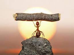 Mark (marknguyen.lens) Lens social identity (.lens handle) PFP