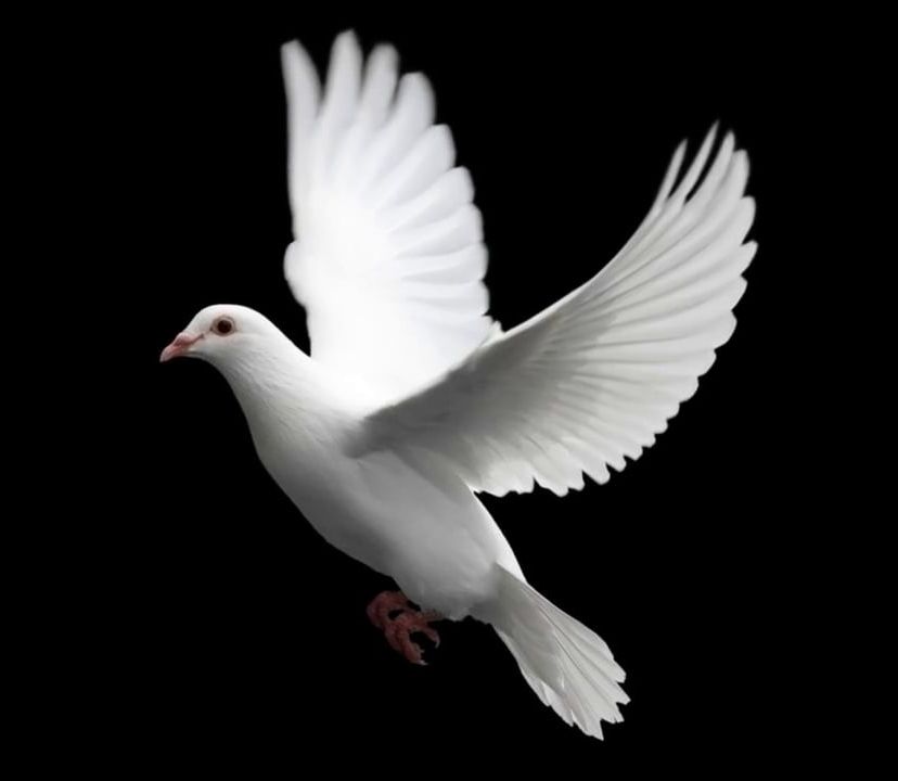 adam4peace (d42424242.lens) Lens social identity (.lens handle) PFP