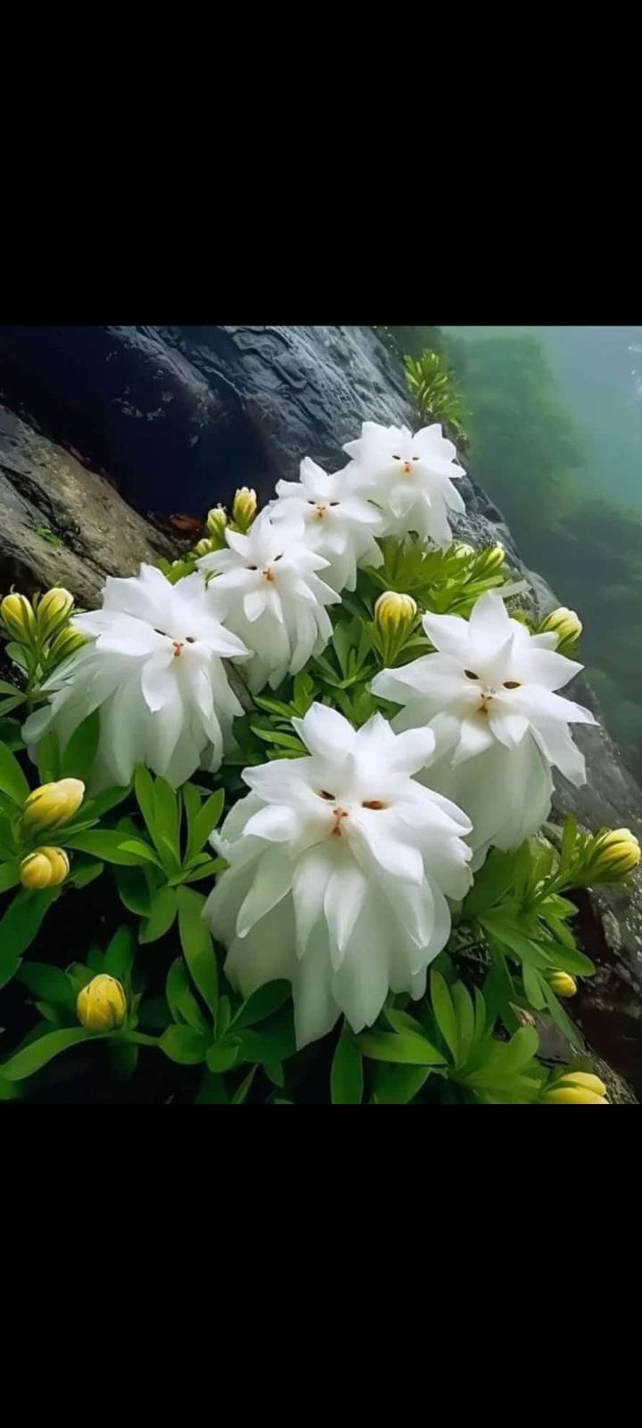 Sanjay Sharma (sanjay10.lens) Lens social identity (.lens handle) PFP