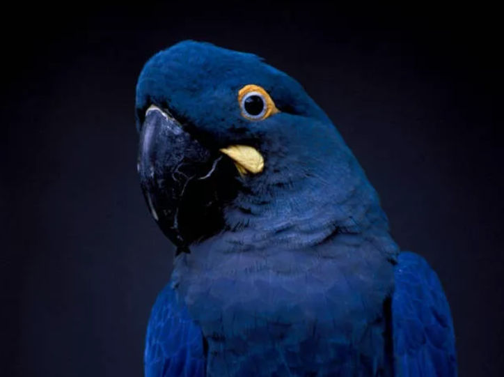 Gan Gans's Lens avatar