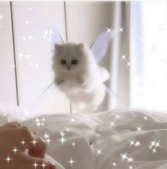 Rid (richad.lens) Lens social identity (.lens handle) PFP