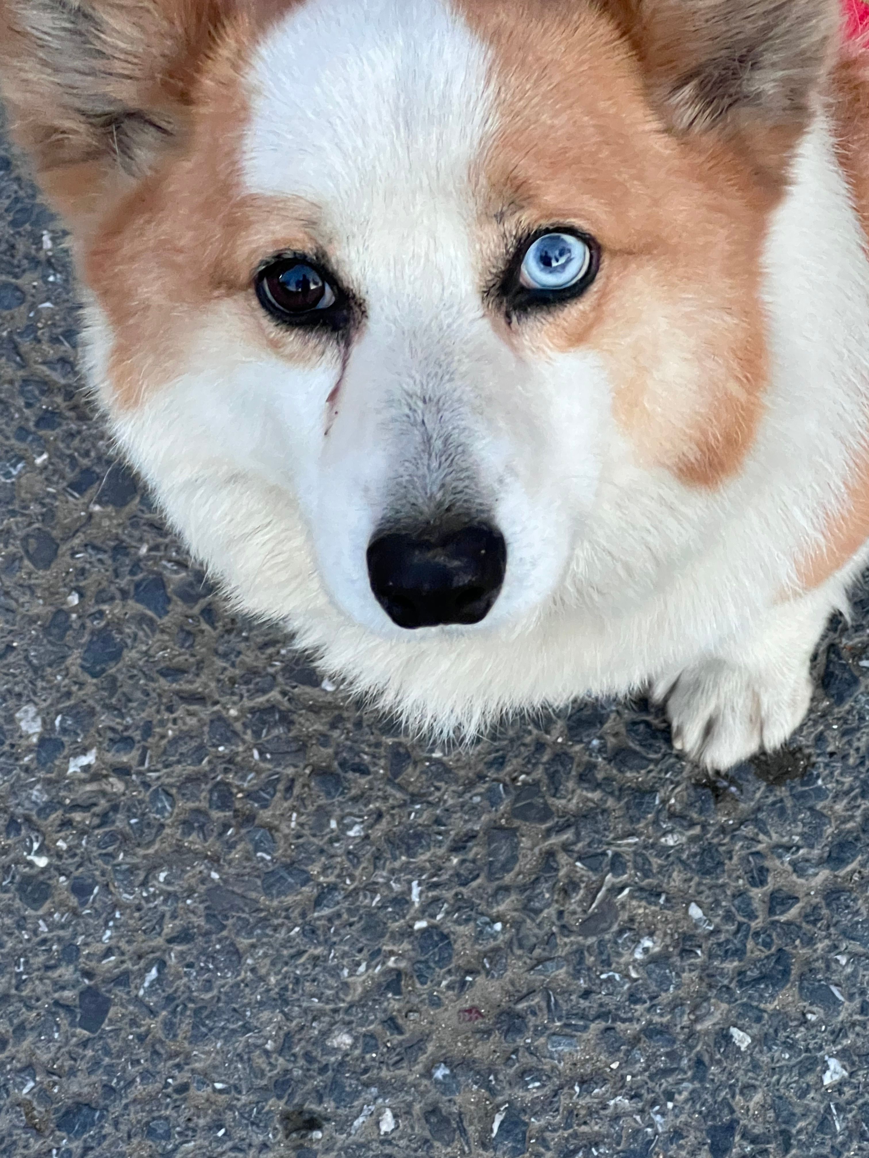 Lightyear (lightyears.lens) Lens social identity (.lens handle) PFP