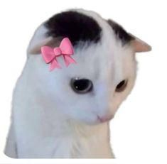 Bit Nest (bitnest.lens) Lens social identity (.lens handle) PFP