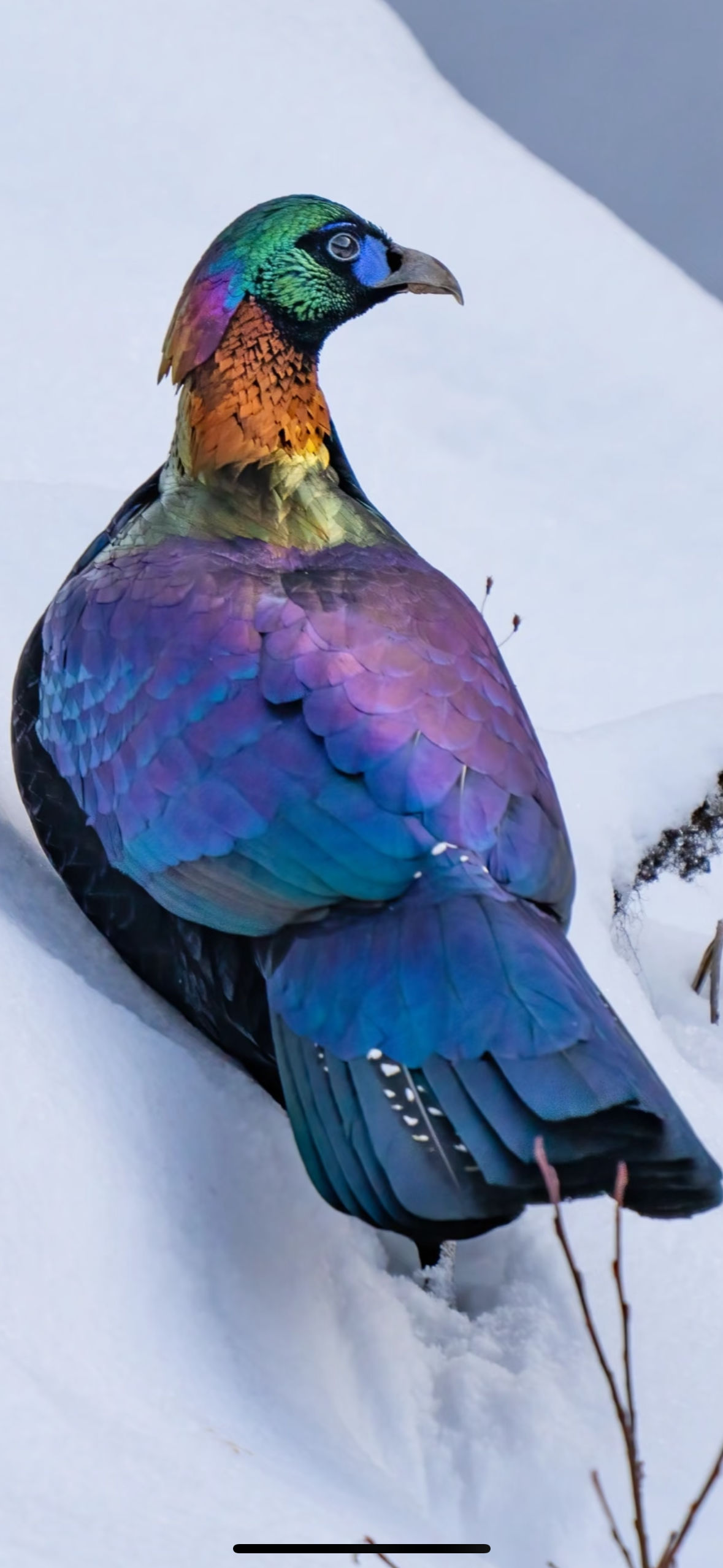 buyogn.lens Lens social identity (.lens handle) PFP