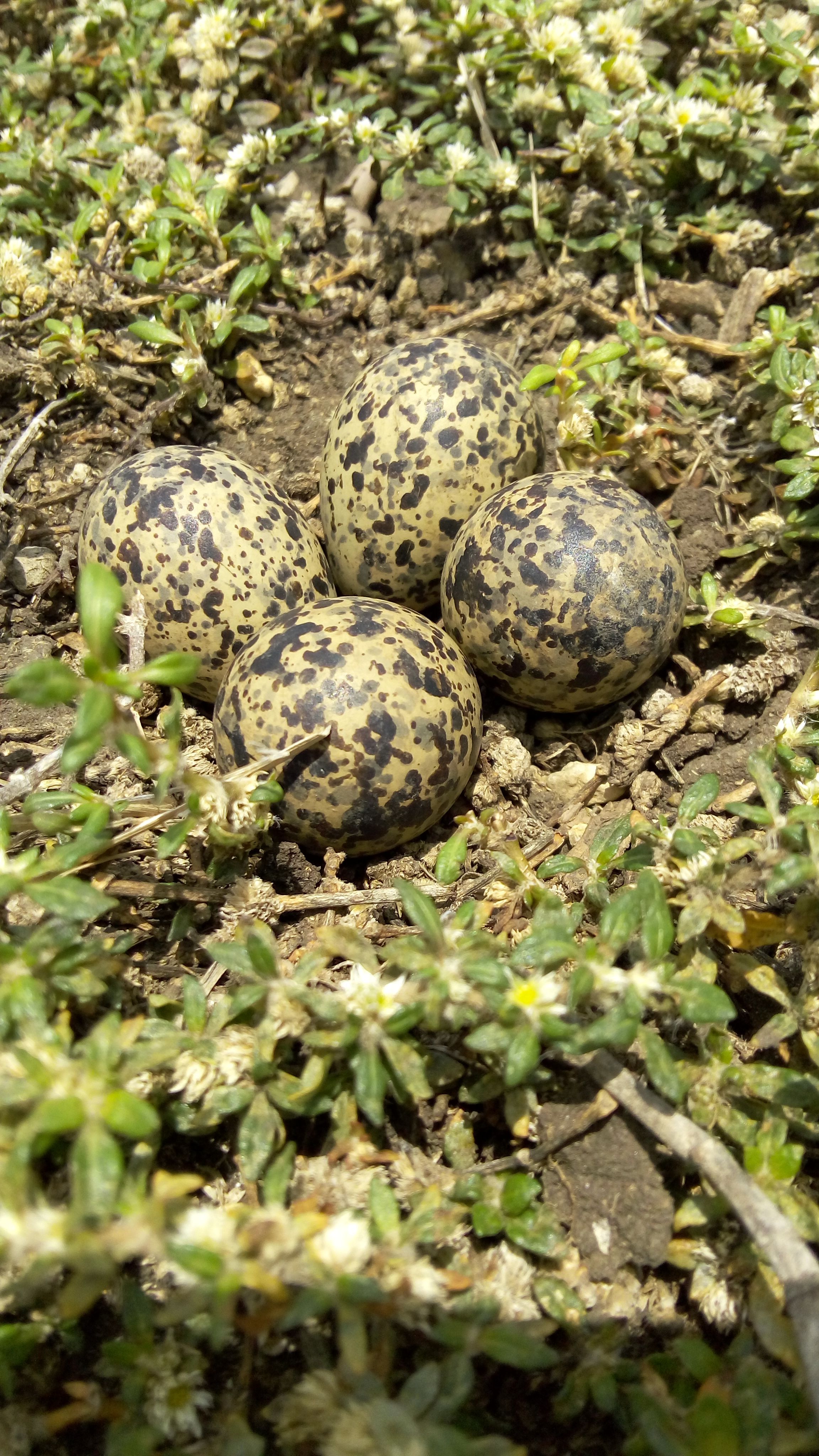 BankTig (bnbexplore.lens) Lens social identity (.lens handle) PFP