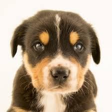 Ksenia Bo (ksbobkova.lens) Lens social identity (.lens handle) PFP