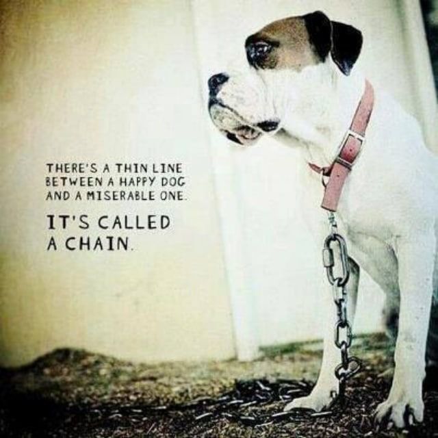 Thanh AVE (thanhave.lens) Lens social identity (.lens handle) PFP