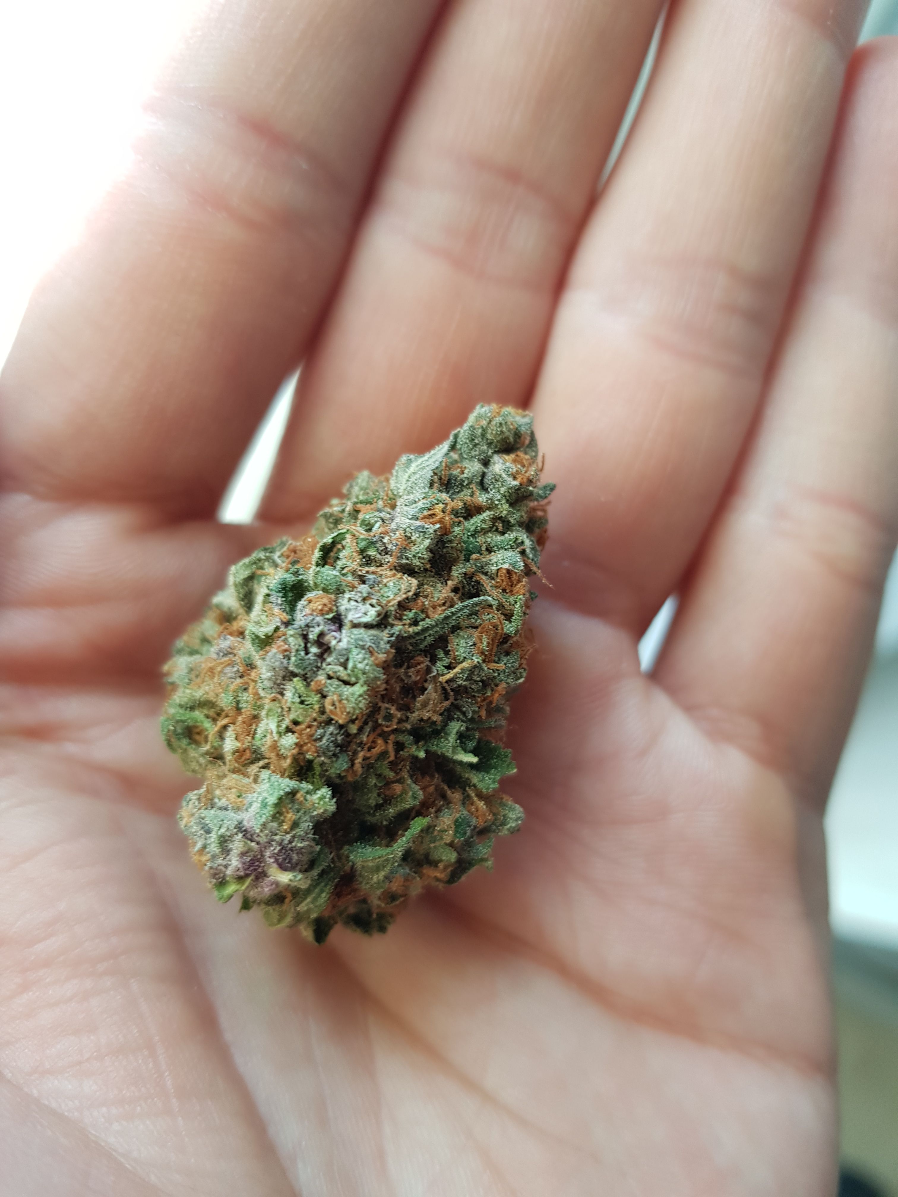 Tomasz Waluk (lemonpow420.lens) Lens social identity (.lens handle) PFP