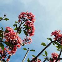 raiseweight (raiseweight.lens) Lens social identity (.lens handle) PFP