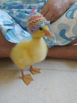 Iris Winter (petalfrost.lens) Lens social identity (.lens handle) PFP