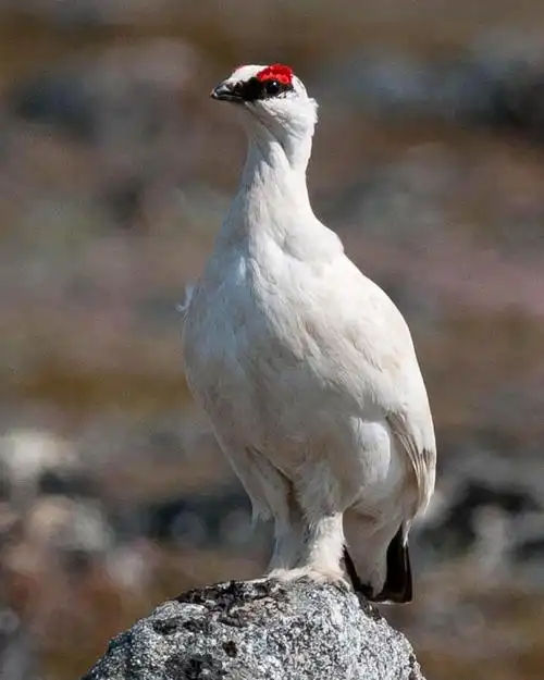 ptarmigan.lens's Lens avatar