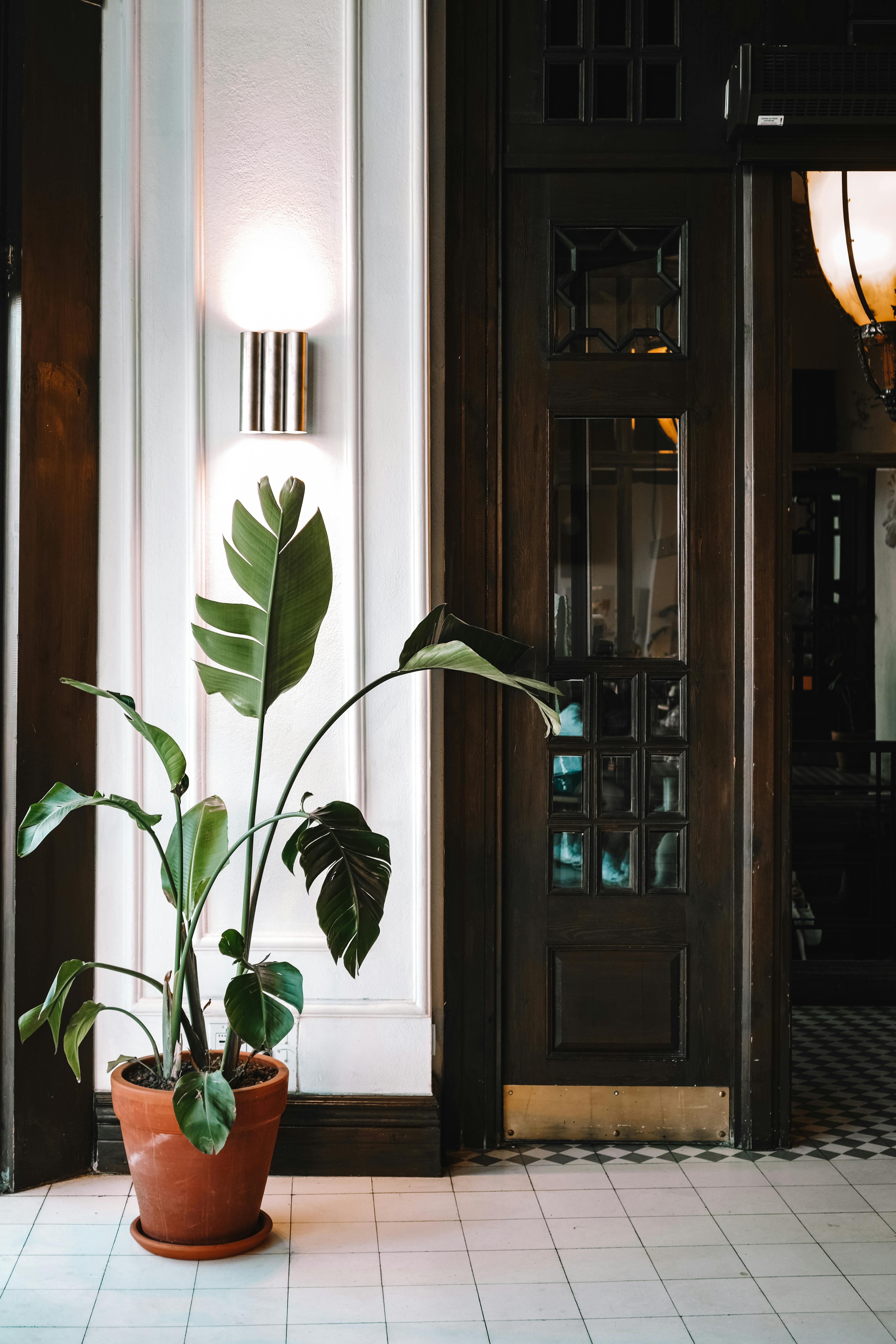 aurora (asawssaqq.lens) Lens social identity (.lens handle) PFP