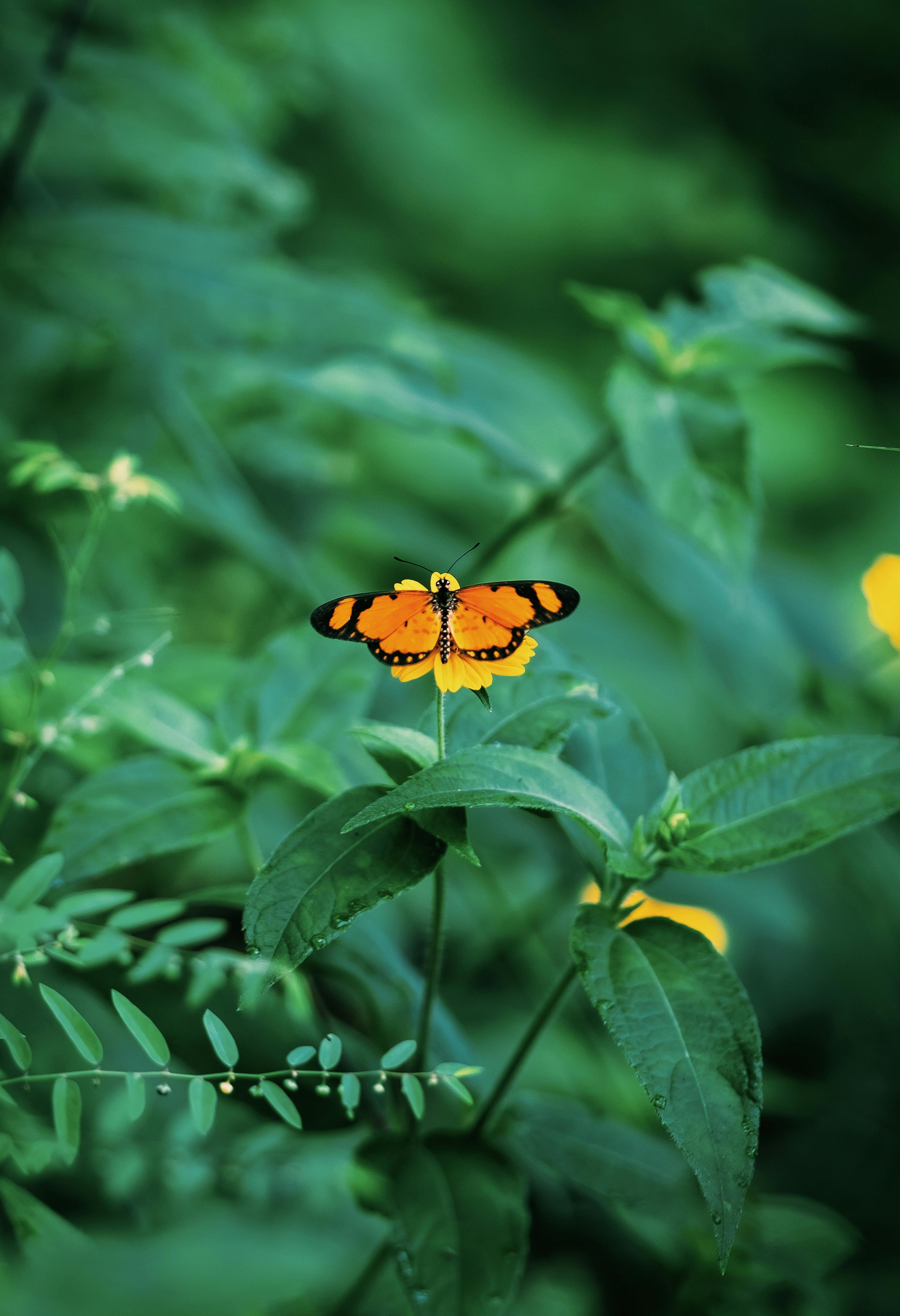 ruby (iikjiu.lens) Lens social identity (.lens handle) PFP