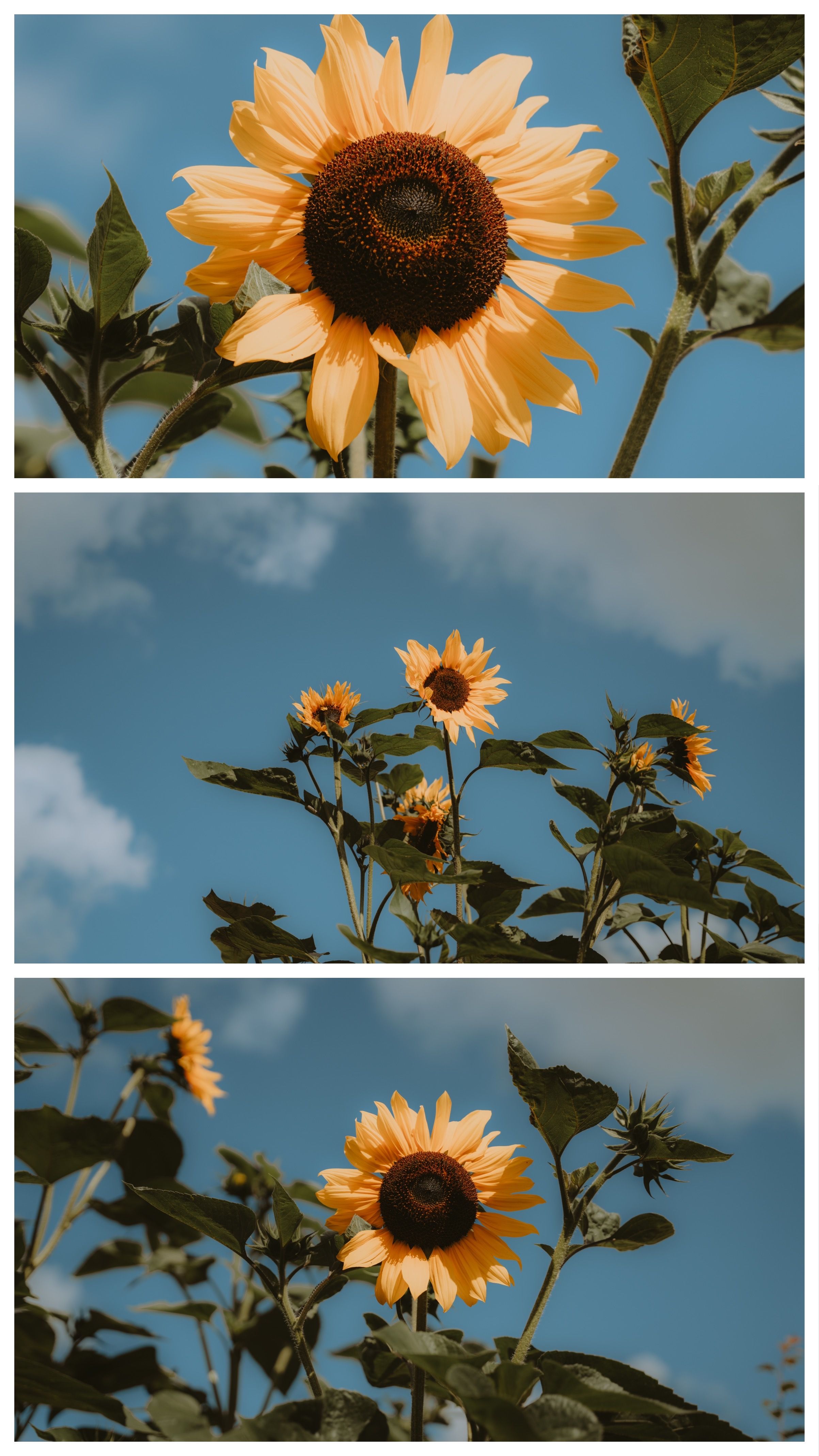 the story of the sunflower