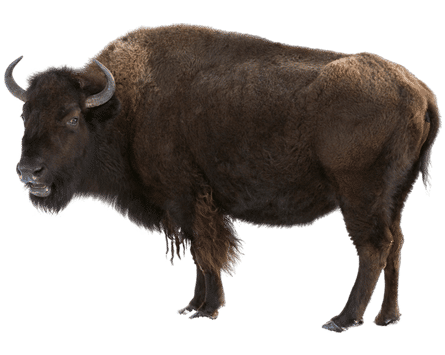 huanggou (huanggou.lens) Lens social identity (.lens handle) PFP