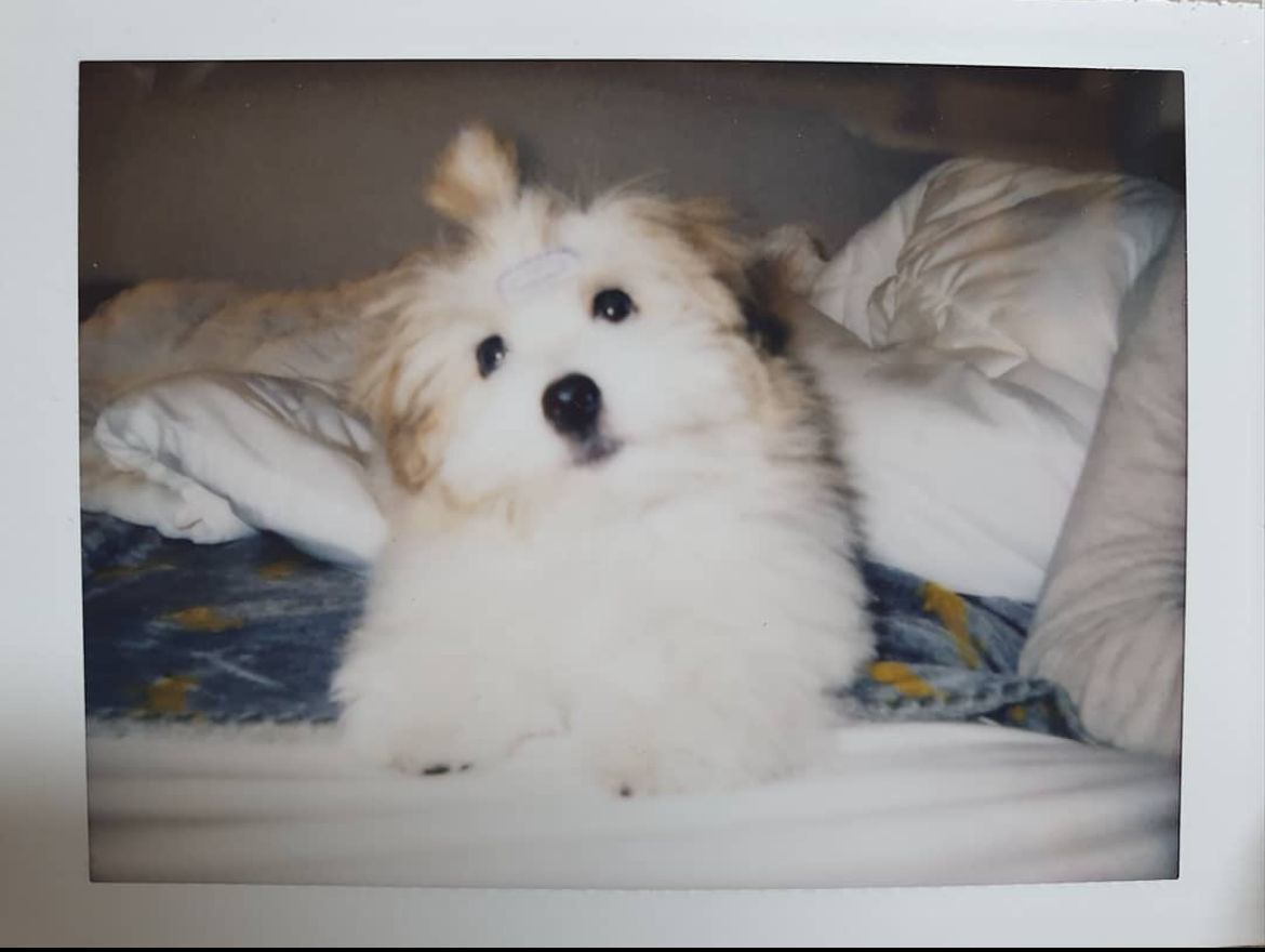 HOMIE (feiong.lens) Lens social identity (.lens handle) PFP