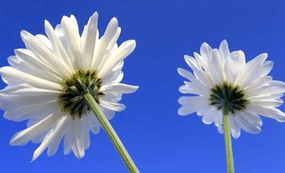 wanquan (wanquan.lens) Lens social identity (.lens handle) PFP