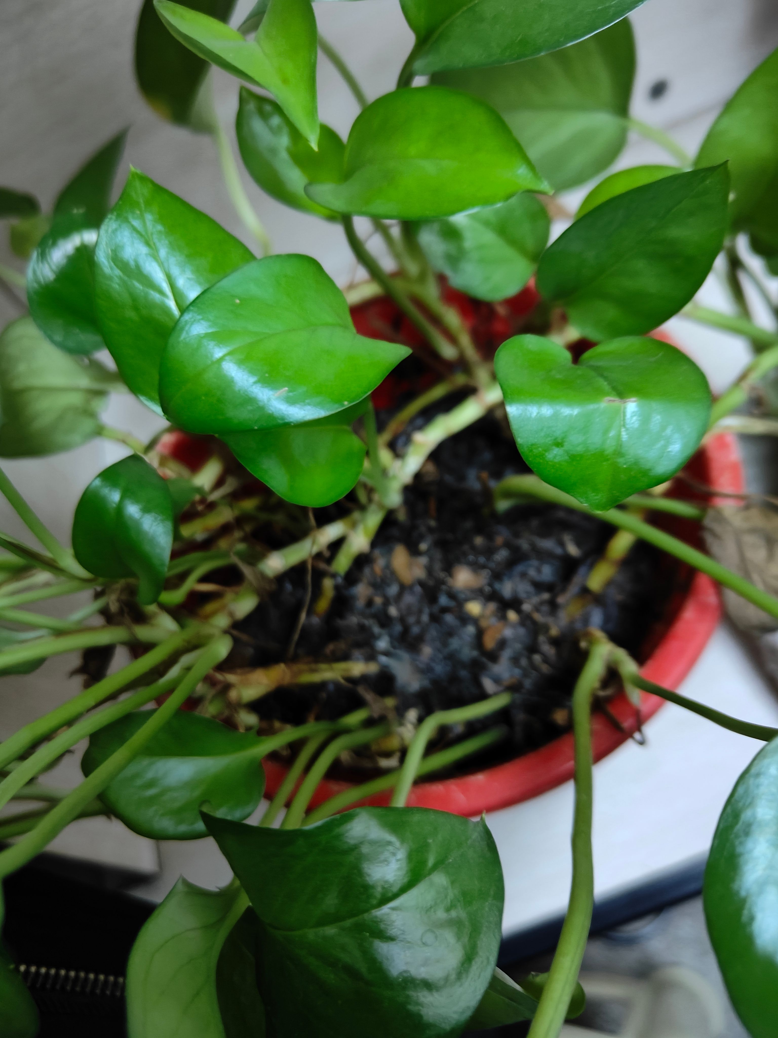 夏天宝宝 (xiatian.lens) Lens social identity (.lens handle) PFP