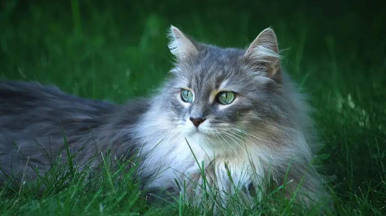 ooddjdnyonc.lens Lens social identity (.lens handle) PFP