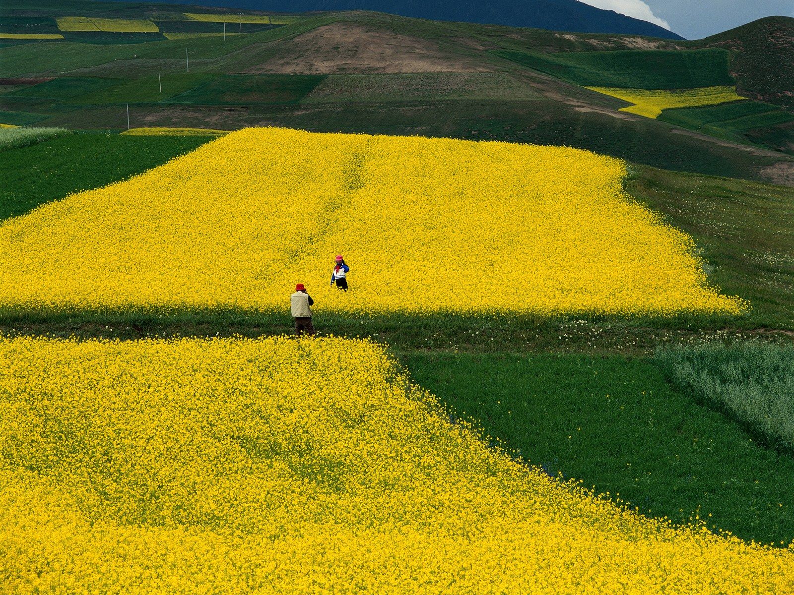 VffrXdffgd (vffrxdffgd.lens) Lens social identity (.lens handle) PFP